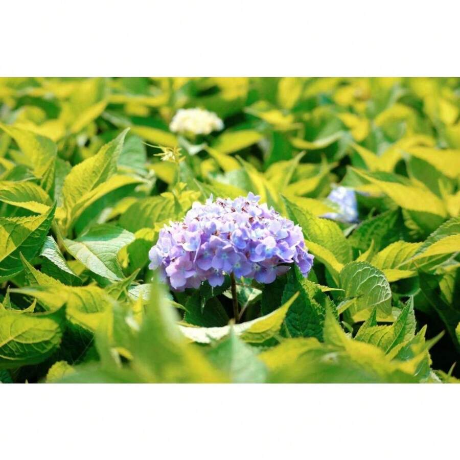 200 semillas de hortensias, flores fáciles de cultivar para plantar al aire libre. - 200 - Ver 1