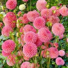 Plus de 500 fleurs de dahlia pompon vivaces pour la plantation extérieure - les dahlias attirent les abeilles et les papillons, plantes patrimoniales non OGM - 500 - Voir 12