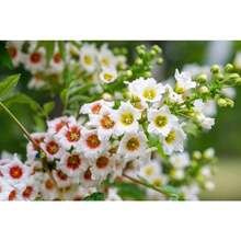 Recomendamos 50 ÁRBOLES DE XANTOCERAS SORBIFOLIO (también conocido como Cuerno Dorado, Árbol de la Lluvia, Castaño Florido Chino) - Flor Fragante Blanca, Amarilla y Roja - Variante 1 - Ver 2