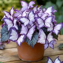 300 semillas de begonia 'Moon' de alta calidad, semillas de flores moradas y blancas para jardinería al aire libre, paisajismo urbano y flores y árboles ornamentales. - 300 piezas - Ver 2
