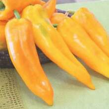 245 racimos de pimiento Marconi dorado gigante tradicional - 245 piezas - Ver 2