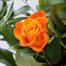 High Growth Rate Orange Rose  - Large Precious Flowers, Traditional Garden , Suitable For Indoor Planting And Easy To Grow - Quả cam - Xem 4
