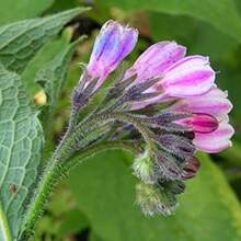 Rare Quinoa Seeds (Symphytum Officinale) Non-GMO, Traditional Seeds, Suitable For Planting - 50件 - 查看 2