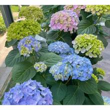 200 semillas de hortensias, flores fáciles de cultivar para plantar al aire libre. - 200 - Ver 4