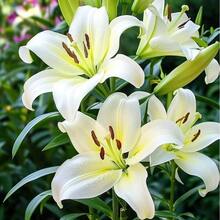 Graines de fleurs de lys StüPremium - Faciles à cultiver, pour les jardins domestiques, plantes pollinisatrices non OGM - 100 pièces - Voir 7