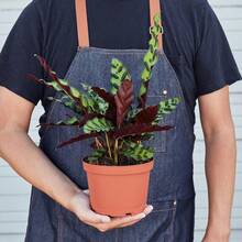 Calathea Rattlesnake - pentola da 6 pollici - Visualizzare 2