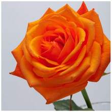 High Growth Rate Orange Rose  - Large Precious Flowers, Traditional Garden , Suitable For Indoor Planting And Easy To Grow - Quả cam - Xem 7