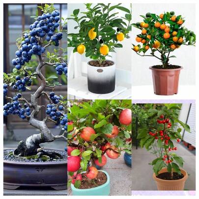 160+ Gartenfrucht-Bonsai-Bäume - Zitrone, Apfel, Kirsche, Orange, Blaubeere, einfach zu züchten, Mini-Fruchtbäume für drinnen und draußen