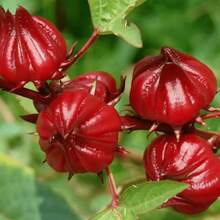 Graines de Roselle rouge (Hibiscus Sabdariffa) pour la plantation - 120 pièces - Voir 1