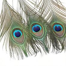 12 PC Real  Peacock Eye Feather 10-12 Inch For DIY   And Holiday Decoran - 12 - View 3