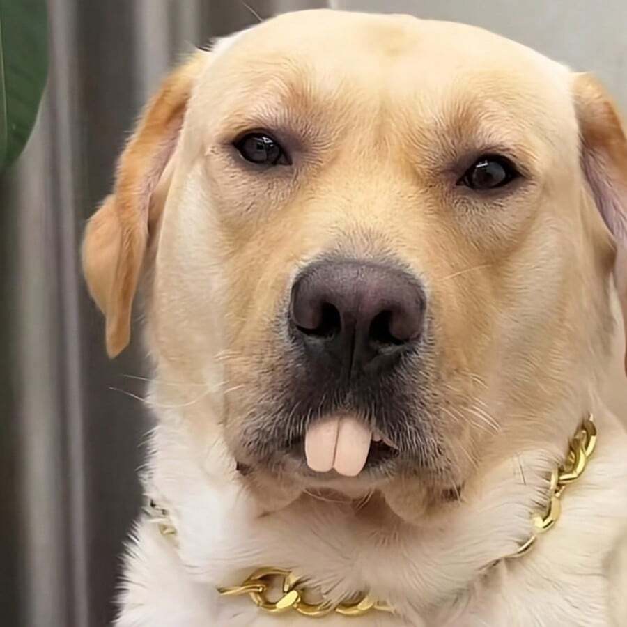 3 piezas Juguete de dientes de perro divertido - Duradero, resistente al desgarro Dientes falsos para mascotas - Perfecto para Halloween y sesiones de fotos - Multicolor - Ver 1