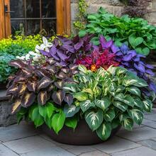 Lirios Perennes para Jardín, Piezas para Plantar - 1 paquete - Ver 1