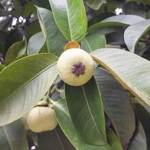 230 Mangosteen Seeds, Sweet, Evergreen, Non-GMO, Tropical Fruit Seeds, Garden, Backyard, Outdoor - 230 - View 3