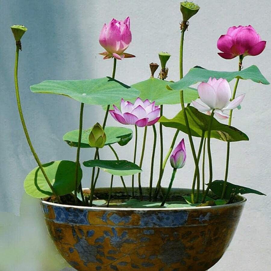 301/Pré-semés, plantes Topflotus de couleurs mélangées, 2 pièces, prêtes à planter, convenant aux jardins d'eau intérieurs et extérieurs, faciles à cultiver, nécessitant un entretien minimal, comprenant des instructions de plantation. - graine - Voir 1