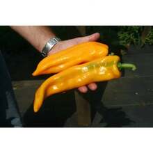245 racimos de pimiento Marconi dorado gigante tradicional - 245 piezas - Ver 5