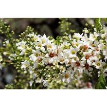 Recomendamos 50 ÁRBOLES DE XANTOCERAS SORBIFOLIO (también conocido como Cuerno Dorado, Árbol de la Lluvia, Castaño Florido Chino) - Flor Fragante Blanca, Amarilla y Roja - Variante 1 - Ver 4