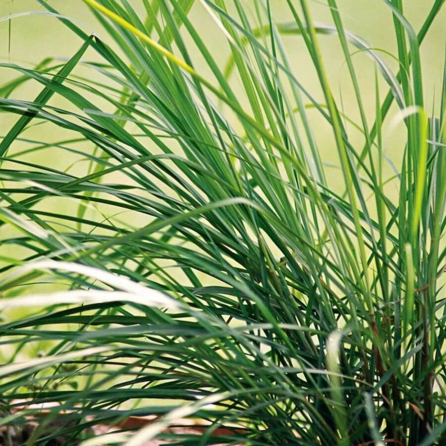 Citronnelle - Biologique, Traditionnelle, Cultivée en plein air, Non-OGM - Pour la culture en intérieur, extérieur, en pots, en plates-bandes, en hydroponique et en aquaponique - Variante 1 - Voir 1