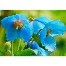 Amapola Azul - Rhoeas, Amapola de Ventaño, Flor de Meconopsis del Himalaya - 120 unidades/semillas - Ver 6