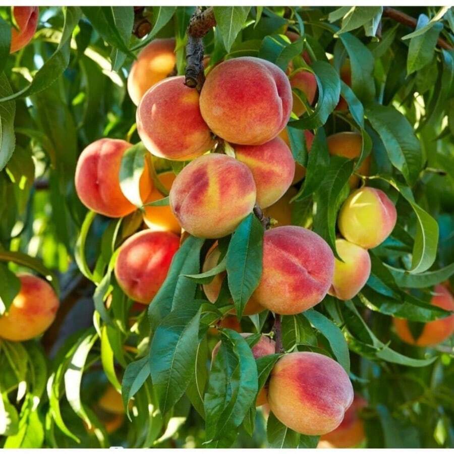 1000 piezas de semillas de melocotón grandes, no modificadas genéticamente, dulces, para plantar al aire libre, para regalo de jardinería - 1000 unidades - Ver 1