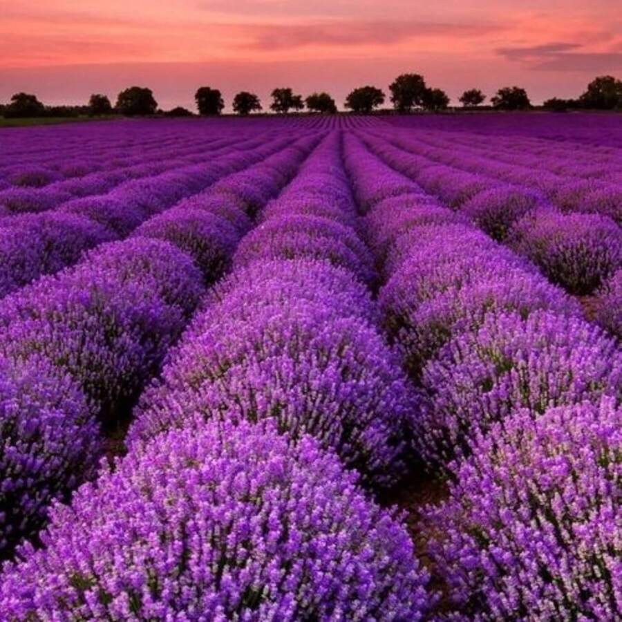 Lavender Seeds, Perennial Outdoor Flower Seeds, Perennial Groundcover Seeds, Creeping Grass Seeds, Flower Seeds For Planting, Garden And Plant Seeds, Local Delivery. - 100粒/包 - 查看 1
