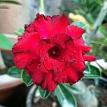 25 Rosas del Desierto para Plantar, Rosas Tropicales Exóticas Perennes, No Modificadas Genéticamente, Variedad Tradicional - 25 piezas - Ver 3
