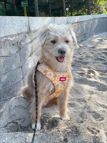 2 pezzi Set di pettorina riflettente per cani e guinzaglio da 1,5 m, pettorina per il petto traspirante adatta per cani di piccola, media e grande taglia, pettorina per cuccioli, set di accessori per guinzaglio e pettorina per passeggiare il cane - Giallo - Visualizzare 7