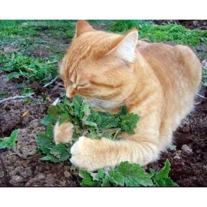 Semillas de Hierba Gatera a Granel, Variedad Hereditaria, Nepeta Cataria NE011C