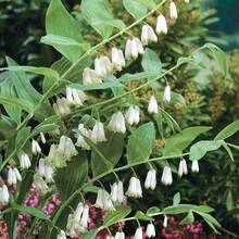 250+ Graines de Polygonatum blanc pour la plantation - Graines de Sceau de plante vivace, fleurs en forme de cloche, compagnon de bordure de jardin, utilisation extérieure - 250 - Voir 1