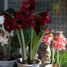 200 pièces de Fleur de Lotus de Pluie Amaryllis Alfresco Belladone, Hippeastrum Vittatum, Hippeastrum - Fleur de Lotus de Pluie - 200 graines - Voir 3