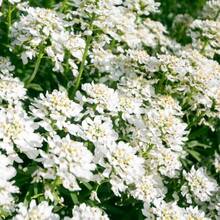I semi di SUPSEED Iberis bianco, una pianta fiorita vibrante per l'autunno, da piantare in un vaso da 1 pollice - può essere regalata per il giardinaggio domestico. - Alternativa 1 - Visualizzare 5