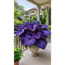 200 Hostas, fleurs vivaces tolérantes à l'ombre, plantes de jardin d'extérieur, faciles à cultiver - Variante 1 - Voir 1