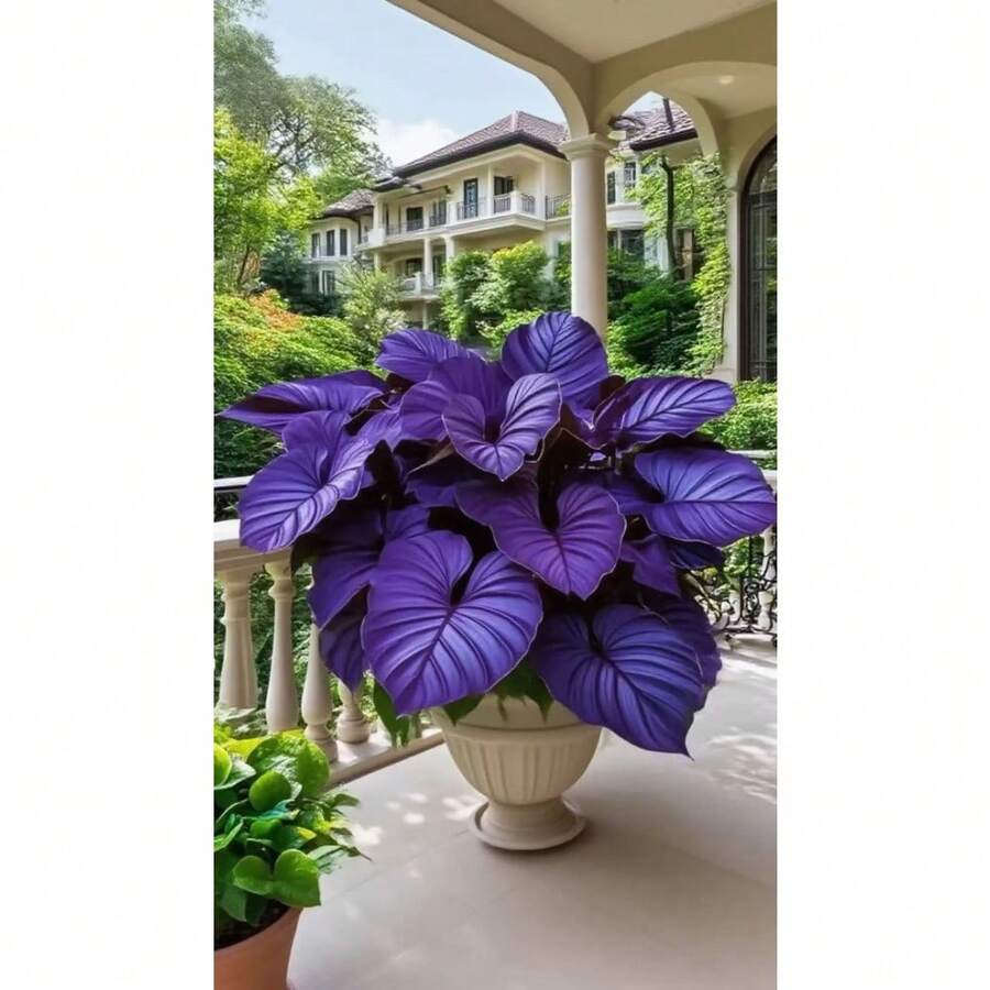 200 Hostas, fleurs vivaces tolérantes à l'ombre, plantes de jardin d'extérieur, faciles à cultiver - Variante 1 - Voir 1