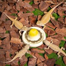 shuo ni mao yi Bát ăn bằng gốm cho bò sát, bát ăn cho thằn lằn, rùa, rắn, nhím, bát ăn độc đáo không chứa vi khuẩn. - bát đựng thức ăn - Xem 11