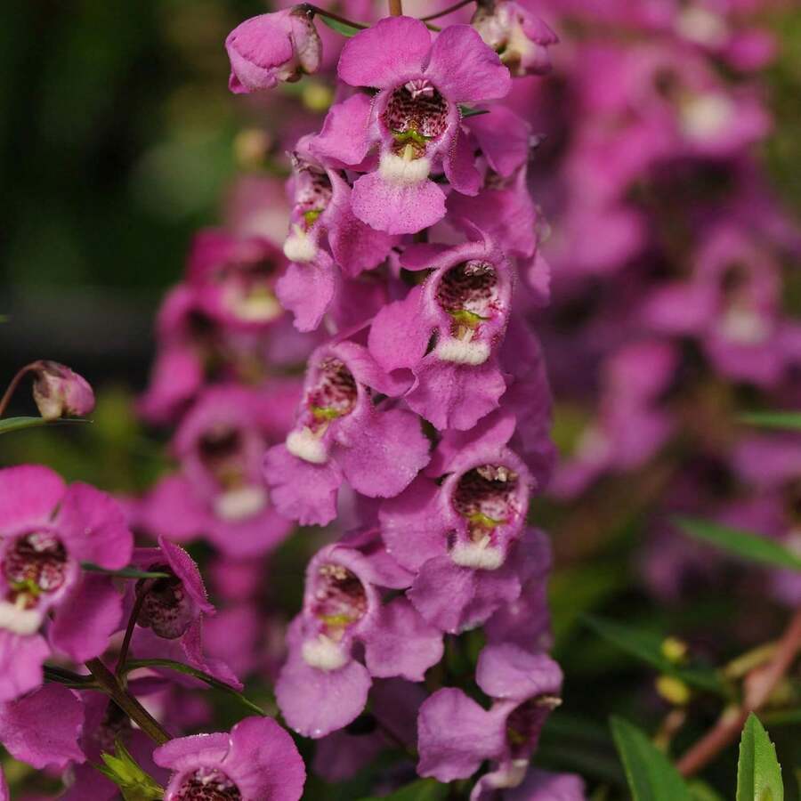 Semi di Angelonia Serenita di colore lampone, fiori di narciso estivi perenni, per la semina - 100 semi - Visualizzare 1