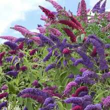 Graines de plantes couvre-sol, plantées pour la décoration du jardin, fleurs et plantes d'extérieur, convenant aux amateurs de plantes comme cadeaux de la nature, approvisionnées localement. - 100 pièces/graines - Voir 2
