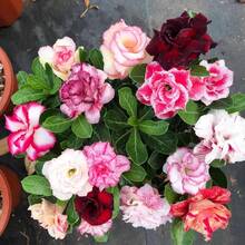 25 Rosas del Desierto para Plantar, Rosas Tropicales Exóticas Perennes, No Modificadas Genéticamente, Variedad Tradicional - 25 piezas - Ver 6