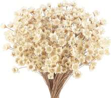 300 Small White Star Dried Flowers, Mini Dried Bouquet, Daisy Chamomile Bouquet, Brazilian Starflower Dried Flowers, Literary And Artistic Small Fresh Dried Bouquet, Vase Floral Arrangement Swing Living Room Decoration, Ideal For Floral Arrangements, Weddings And Other Occasions. - 米白色 - 查看 1