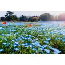 Amapola Azul - Rhoeas, Amapola de Ventaño, Flor de Meconopsis del Himalaya - 120 unidades/semillas - Ver 4