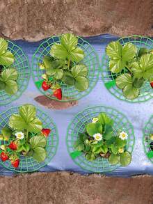 1/3/5pcs Green Strawberry Support Rack Set, Strawberry Planting Rack, Suitable For Strawberry Planting, Anti-Corrosion Gardening Accessory, Adopting Open Grid Design, Applicable For Strawberry And Small Vegetable Planting Support, Effectively Prevent Fruit From Contacting Soil And Molding, Improve Ventilation And Lighting Around Fruit, Prevent Drooping, Keep Fruit Clean And In Good Condition, Suitable For Garden, Vegetable Garden, Yard And Home Gardening - beraneka warna - View 7