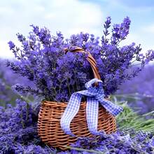 Lavender Seeds, Perennial Outdoor Flower Seeds, Perennial Groundcover Seeds, Creeping Grass Seeds, Flower Seeds For Planting, Garden And Plant Seeds, Local Delivery. - 100粒/包 - 查看 3