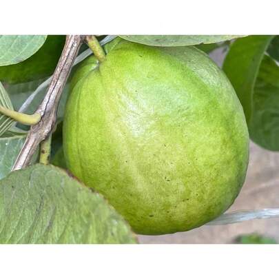 50 pièces Graines de melon rares, Goyavier de jardin Psidium, taux de germination élevé pour le jardin