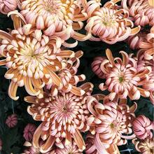 249 Chrysanthemums: Silky Like Palm Cream Cake - 249 - View 2