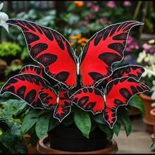 BIG GARDEN - Butterfly Geranium Model B1 1000 Seeds - 1PCS - View 1