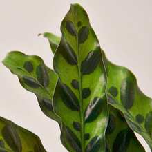 Calathea Rattlesnake - pentola da 6 pollici - Visualizzare 4