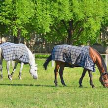 Elastic Tail Strap, Equestrian Saddle Pad Leg Strap With Double Clips, Replacement Elastic Leg Strap - Multicolor - View 3
