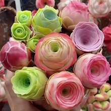 105 piezas/Mezcla de jardín: Rosas de montaña color rosa, Rosas suculentas color melocotón, Plantas suculentas, Rosas de copa de vino violeta de montaña, Plantas de interior para escritorio - 105 unidades/semillas mixtas - Ver 3