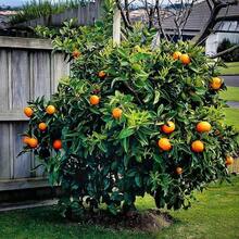 High Reproductive Beginner-Friendly Orange Fruit Tree  20  Sweet Grows In Garden And Pots Striking Landscaping Plant Courtyard Flower Easy To Maintain - 20 - 查看 2