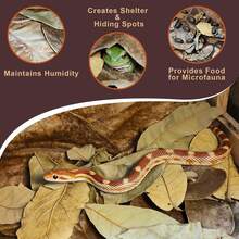 Dry Oak Leaf Litter Reptiles,0.35 OZ Oak,30Pcs Longan & 10PCS Almond Leaves,Leaf Litter Isopods Live Substrate Terrarium Bedding,Snakes,Frogs,Isopod,Spider, Cricket - 1PCS - View 5