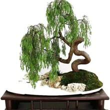 Of Life Bonsai - Thick Trunk - 一 - 查看 4