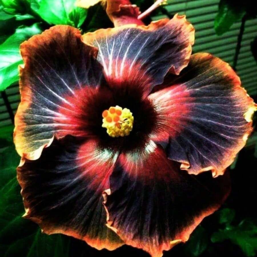 Hibiscos Negros (Hibiscus Rosa-Sinensis) para Jardín, Fáciles de Cultivar en Primavera y Verano - 100 unidades - Ver 1